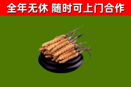 嵩明回收冬虫夏草