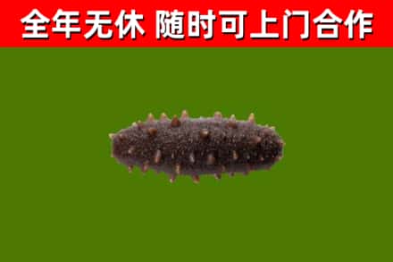 嵩明回收海参干